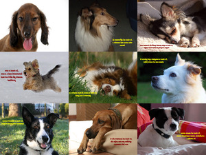 klicke hier, um die Datei herunterzuladen Quasi cane mundo animal