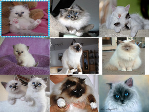 klicke hier, um die Datei herunterzuladen Birma Katzen