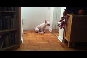bulldog