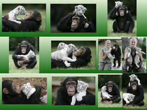 die Schimpansen-Mama