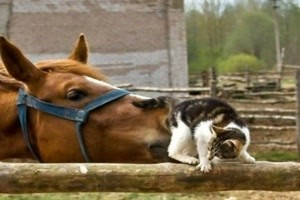 Alles Tiere oder was W65