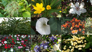 Fleurs des champs et autres - lucienne daeninckx 