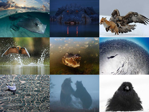 klicke hier, um die Datei herunterzuladen 553395 tierfotografie