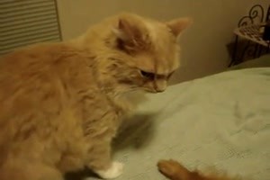 Hund und Katze