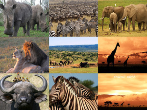 Afrika Tierwelt