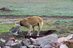 Hund und Gans