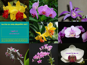 ganz klasse Bilder von Orchideen