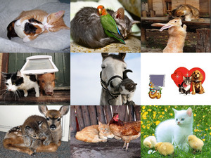 klicke hier, um die Datei herunterzuladen Einfach nur schöne Bilder von Tierfreundschaften