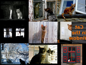 klicke hier, um die Datei herunterzuladen catinthewindow2