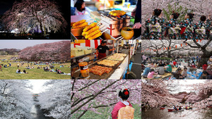 klicke hier, um die Datei herunterzuladen Japan Yokohama Kirschbaum Park E