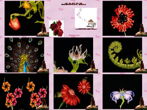 klicke hier, um die Datei herunterzuladen HUMAN-LIKE FLOWERS