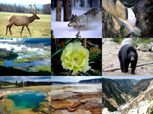 der Yosemite National Park in den USA