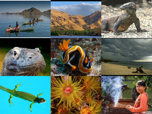 Nationalpark Komodo - Teil 2