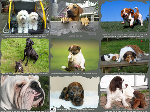 klicke hier, um die Datei herunterzuladen über hunde und menschen