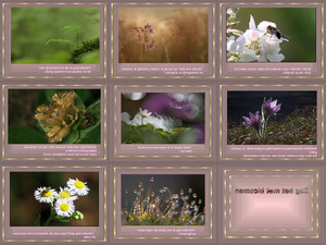 klicke hier, um die Datei herunterzuladen Zeg het medanny bloemen