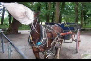 Alles Tiere oder was