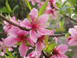 klicke hier, um die Datei herunterzuladen Von der Blüte zur Frucht