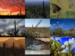 Saguaro-Nationalpark