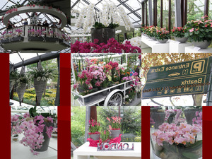 klicke hier, um die Datei herunterzuladen Orchideen - Haus - Keukenhof 3 EB 2014