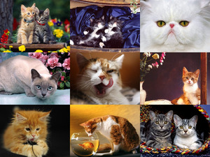 klicke hier, um die Datei herunterzuladen schöne Bilder von Katzen