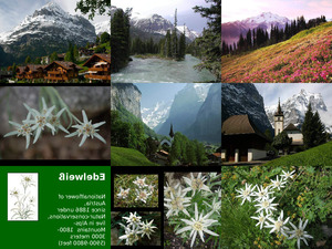 klicke hier, um die Datei herunterzuladen Edelweiss