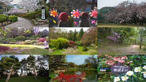 Japanese Garden E