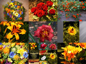 klicke hier, um die Datei herunterzuladen die Schönheit der Blumen