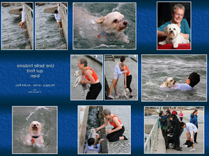 Die Bilder sprechen fr sich - Rettung eines Hundes