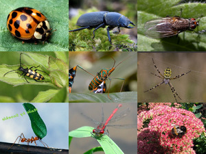 Geniale Aufnahmen von Insekten