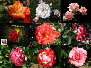 klicke hier, um die Datei herunterzuladen mes-amies-les-roses-charlotte