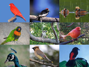 Bongekleurde vogels