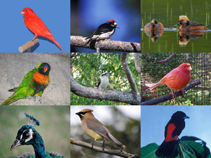 klicke hier, um die Datei herunterzuladen Bongekleurde vogels
