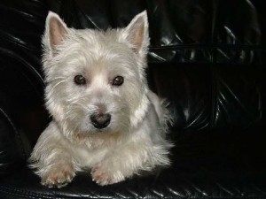 klicke hier, um die Datei herunterzuladen Beautiful Dogs