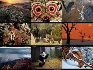 Natgeo Superbes Photoscec