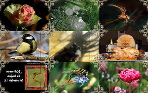 tolle Fotos von Tieren, Pflanzen und Landschaften - Teil 1