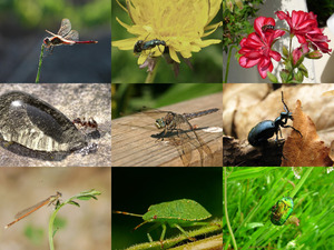 klicke hier, um die Datei herunterzuladen Insekten - tolle Aufnahmen