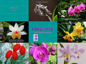 113 Orchideen-und-Gedanken H 