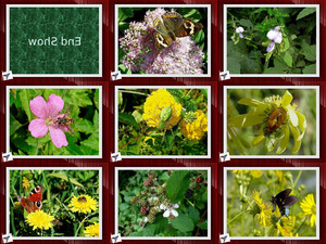 Insects and flowers- Insekten und Blten