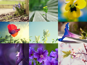 klicke hier, um die Datei herunterzuladen Traumhafte Aufnahmen von Blumen und Blüten