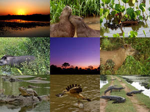 Pantanal