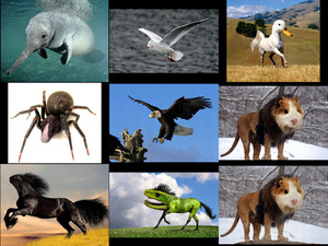 Photoshop -Tiere die es nicht gibt