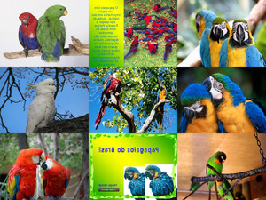 Papagaien von Brasilien