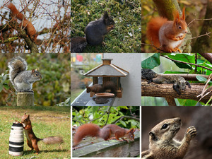 klicke hier, um die Datei herunterzuladen Eichhörnchen