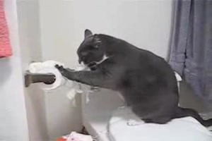 die Katze und das Klopapier