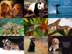 klicke hier, um die Datei herunterzuladen Animal Kingdom