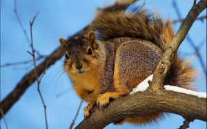 klicke hier, um die Datei herunterzuladen Allerlei Tierisches 2