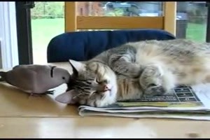 taube Katze