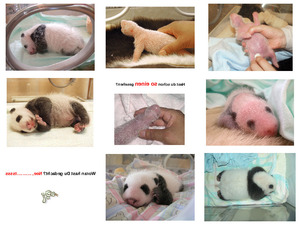 klicke hier, um die Datei herunterzuladen Schon so einen gesehen - Pandababy
