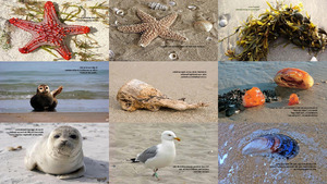 klicke hier, um die Datei herunterzuladen Strandgut