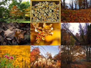 Herbst 3 - super schne Herbstimpressionen